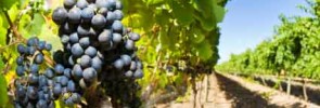 Growing Grapes in Walla Walla Photo