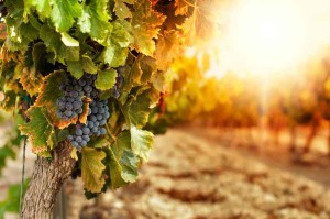 Wine Grapes Walla Walla Photo