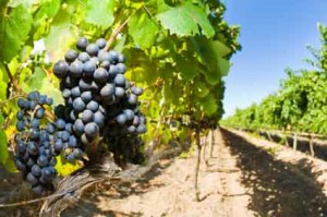Growing Grapes in Walla Walla Photo